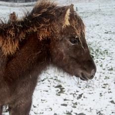 Islænder Djoerf *solgt*