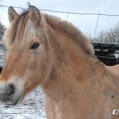 Fjordhest Kasper
