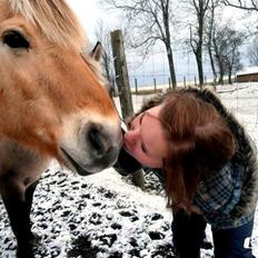 Fjordhest Kasper