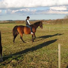 Anden særlig race Sleipner
