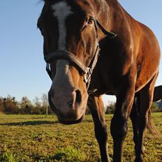 Anden særlig race Sleipner