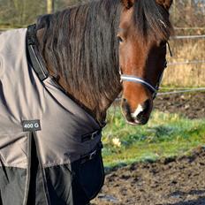 Anden særlig race TASJA