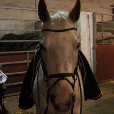 Anden særlig race KARIZMA [Tidl. Lånepony]