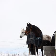 Dansk Varmblod Bukkerups Aiko