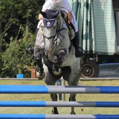 Tysk Oldenburger Benetton Du Rouet