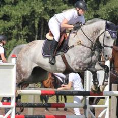 Tysk Oldenburger Benetton Du Rouet