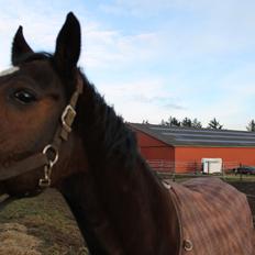 Fuldblod (XX) Tripoli