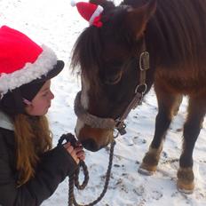 Welsh Pony af Cob-type (sec C) Fanny "Kommer til at savne dig"