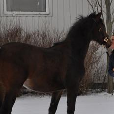 Dansk Varmblod Special Touch