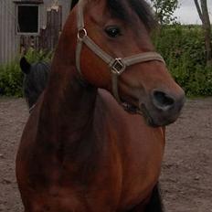 DSP CAPPUCCINO (NALLO)