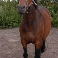 DSP CAPPUCCINO (NALLO)