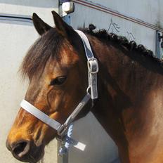 DSP CAPPUCCINO (NALLO)