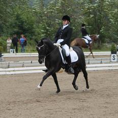 Tysk Sportspony Pan tau B