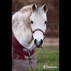 Anden særlig race Pepito my only one! <3