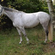 Anden særlig race Grey Girl