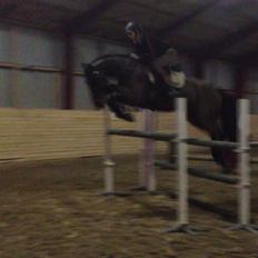 Dansk Varmblod Cawin Imhoff