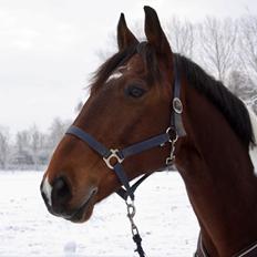 Anden særlig race Hoelgaards Yacardi Tess