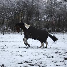 Anden særlig race Hoelgaards Yacardi Tess