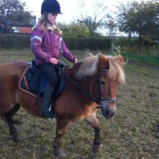 Anden særlig race Maj