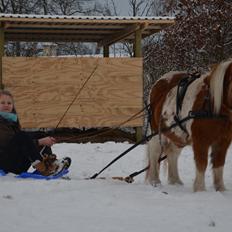 Shetlænder Sindholts Dixie