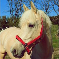 Palomino • Blanding • Callisto • Calle •