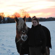 Haflinger Angelica Møllehøjgård