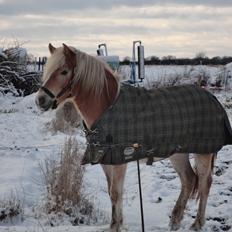 Tyroler Haflinger Abby Strandagergaard R.I.P