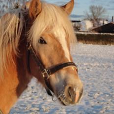 Tyroler Haflinger Abby Strandagergaard R.I.P