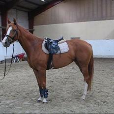 Dansk Varmblod Kildevangs Laurika