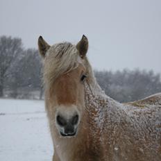 Fjordhest Bjergvangs Flicka Eywa