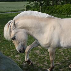 Fjordhest Bjergvangs Flicka Eywa
