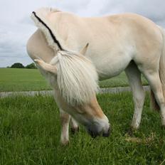 Fjordhest Bjergvangs Flicka Eywa