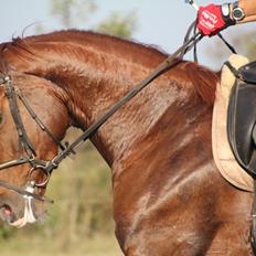 Dansk Varmblod French Kiss(Røde)