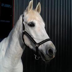 Anden særlig race Moonjam