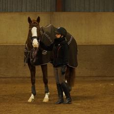 Dansk Varmblod Fetina