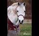 Anden særlig race Pepito my only one! <3