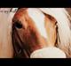 Haflinger Sandy van de Lohöfte (Balder)