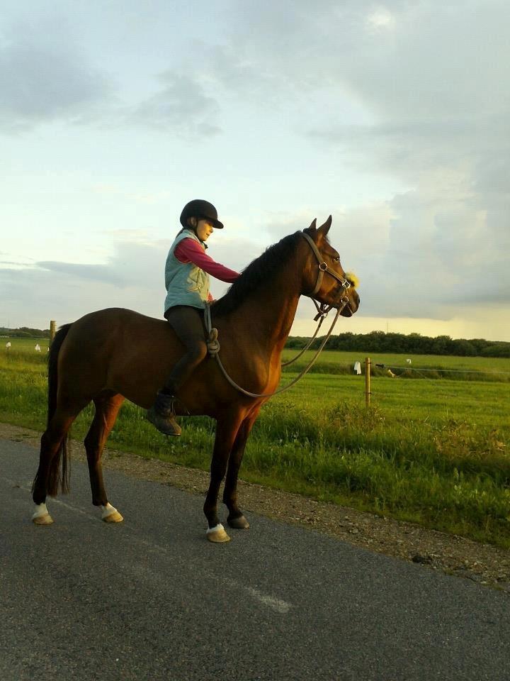 New Forest Merci Sunshine (SOLGT!) - D. 14/7-12 hvor jeg fik dig hjem<3 billede 2