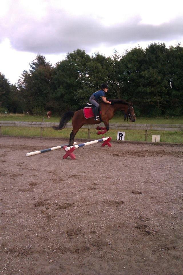 New Forest Merci Sunshine (SOLGT!) - Jaer, nå ponyen lige pludsligt vil imellem bommene<3 billede 3