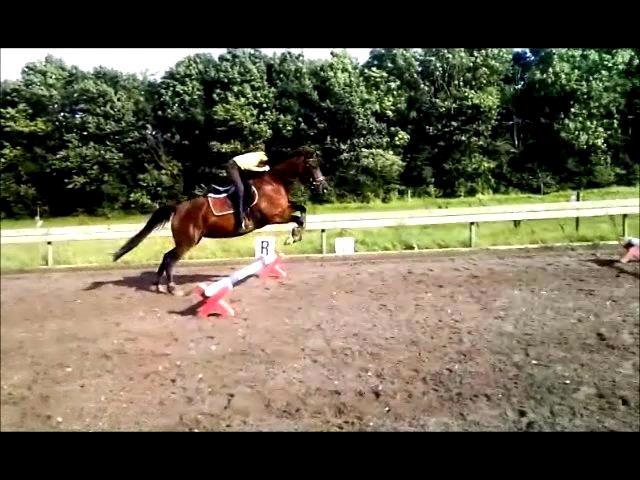 New Forest Merci Sunshine (SOLGT!) - 4. gang vi springer. billede 4