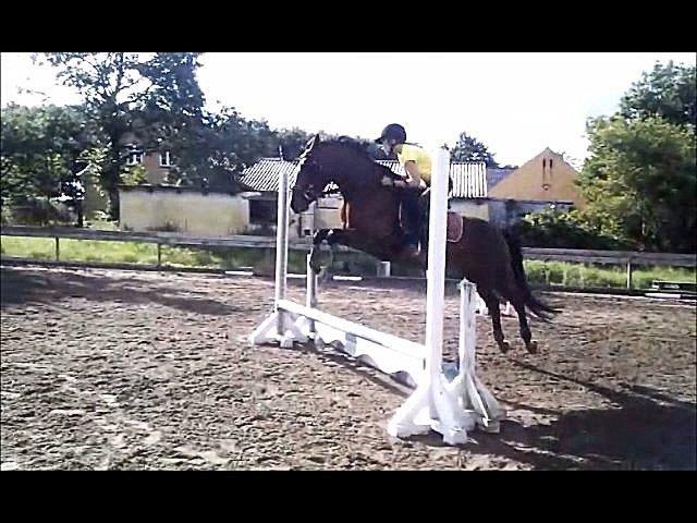 New Forest Merci Sunshine (SOLGT!) - <-- 4. gang vi springer. billede 5