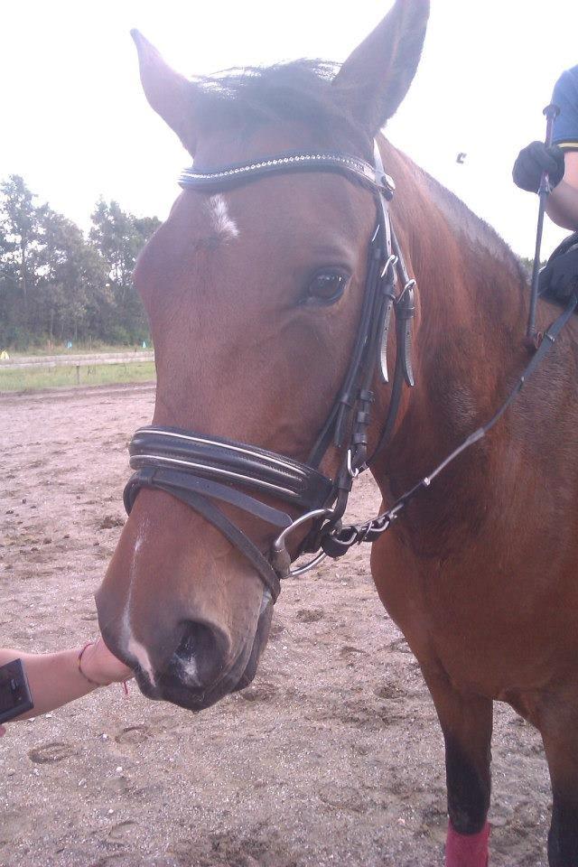 New Forest Merci Sunshine (SOLGT!) - Min stjerne!<3 billede 6