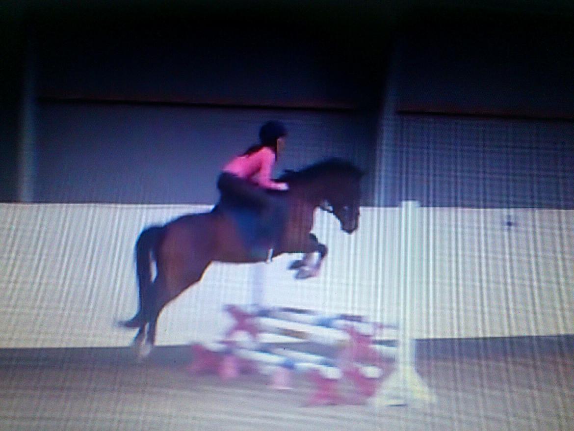 New Forest Merci Sunshine (SOLGT!) - 1 gangs undervisning ved Stinna, (ponyen er igang med indlæring i spring;) billede 7