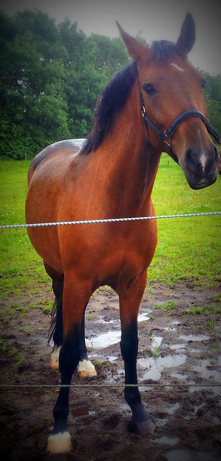 New Forest Merci Sunshine (SOLGT!) - D. 14/7-12 lige ankommet, og første gang på den nye fold...  billede 8