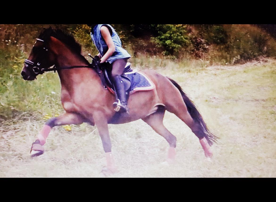 New Forest Merci Sunshine (SOLGT!) - 1. tur på hende<3
2. gang jeg sidder på hende hjemme!<3 billede 10