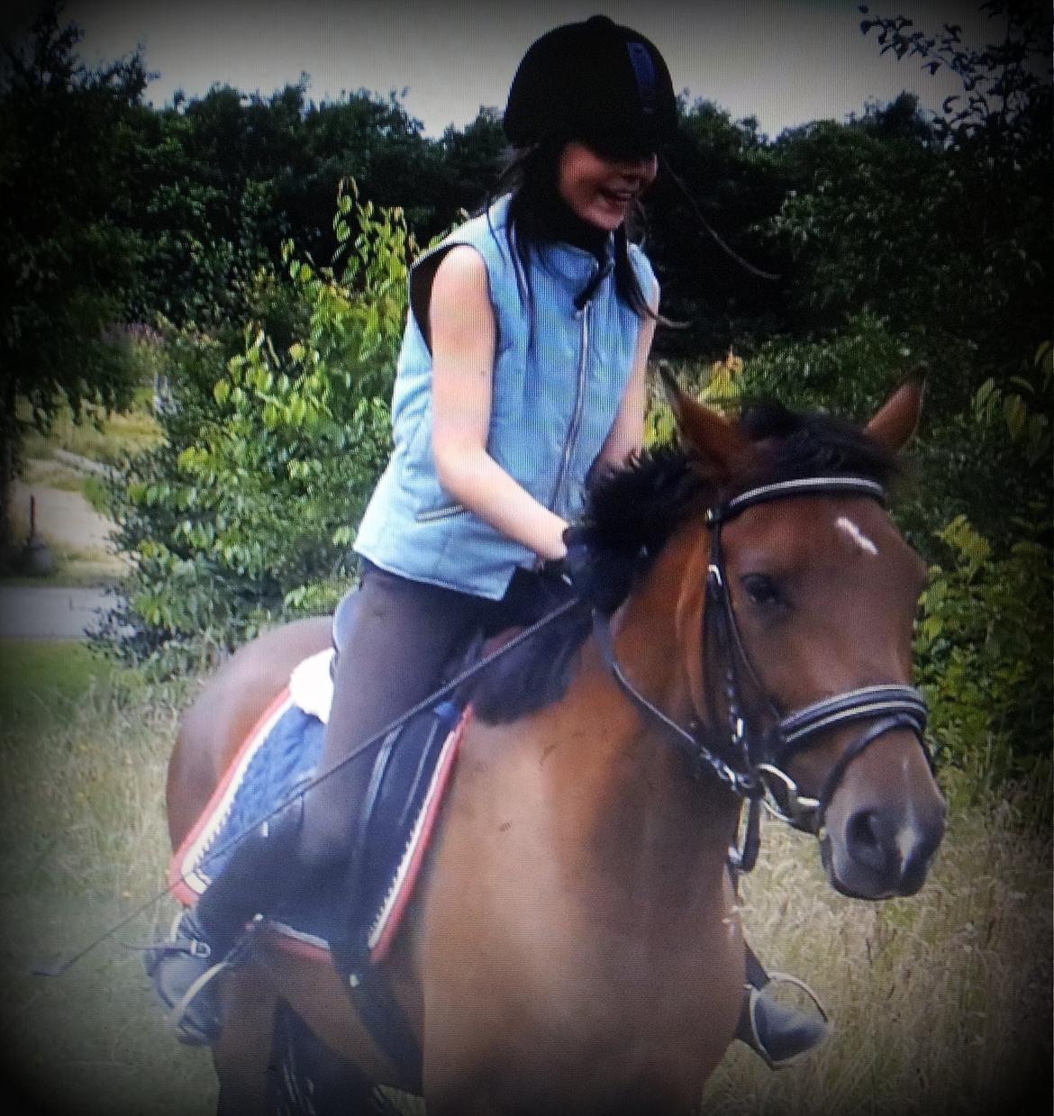 New Forest Merci Sunshine (SOLGT!) - Dette billede siger mere end 1000 ord!<3 billede 11