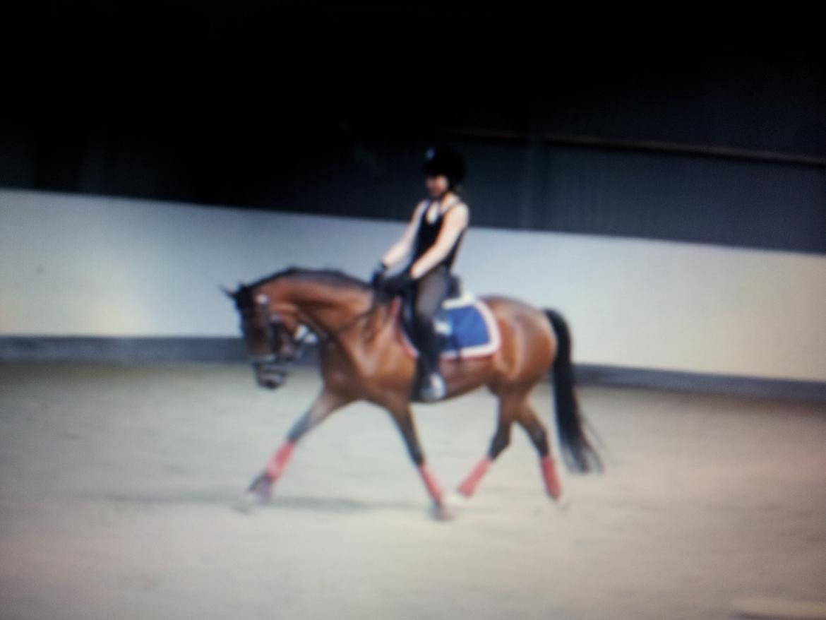 New Forest Merci Sunshine (SOLGT!) - Smukke ponyen. Dressur d. 16/7-12 billede 12