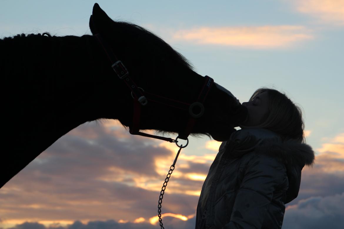 Welsh Cob (sec D) Dynamite Joy - min nye prinsesse. billede 3