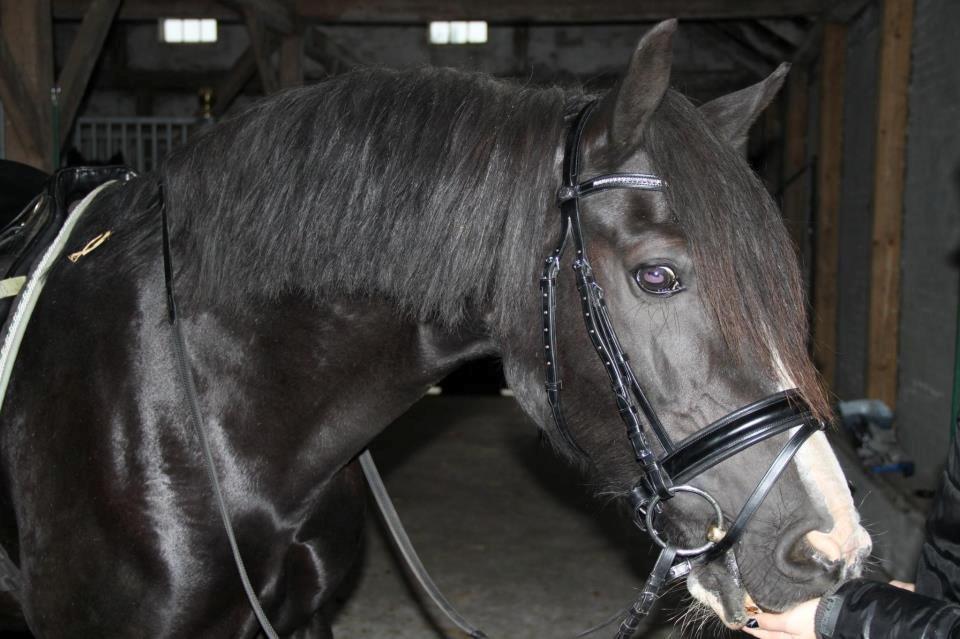 Welsh Cob (sec D) Dynamite Joy billede 7