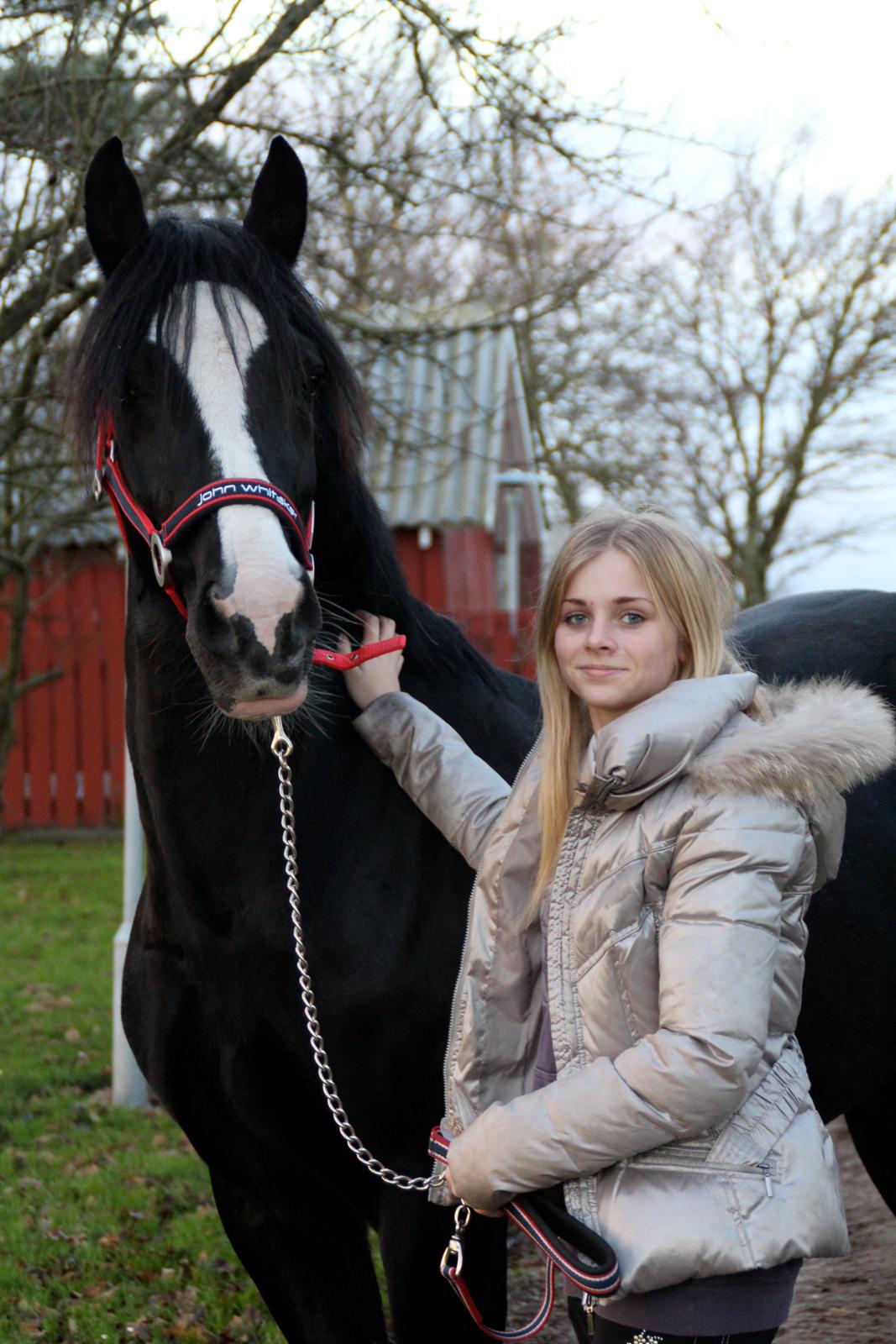 Welsh Cob (sec D) Dynamite Joy billede 8